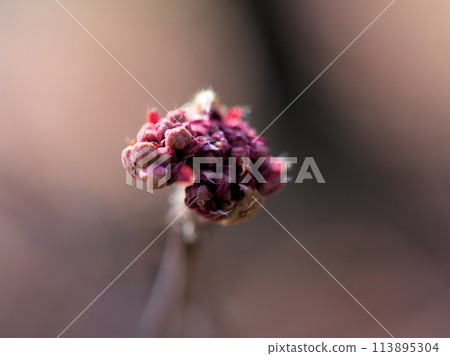 二月樹上可愛的新芽 113895304