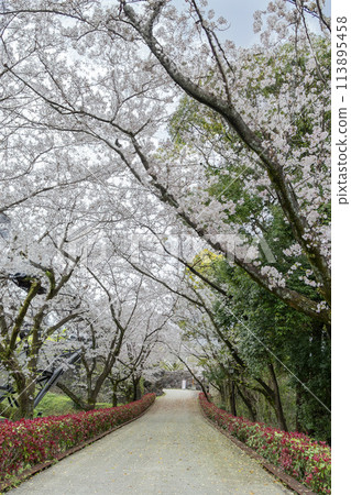 A tunnel of cherry blossoms in full bloom beneath Kumamoto Castle A tunnel of cherry blossoms in full bloom beneath Kumamoto Castle 113895458