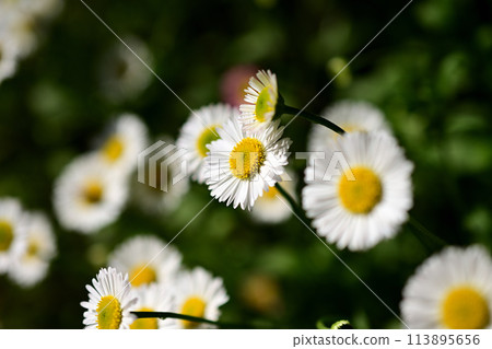 小雞的花場 113895656