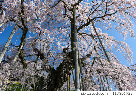 Miharu Takizakura (Fukushima Prefecture) 113895722