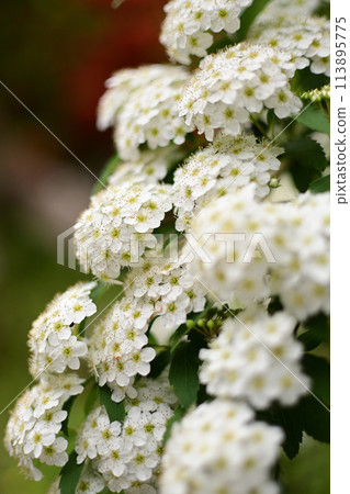 White Cordemari Flower 113895775