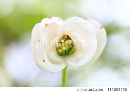 白山茱萸 白山茱萸 113895966