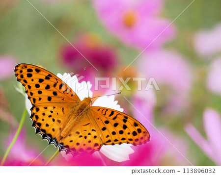 Japanese butterfly: Argyreus hyperbius Japanese butterfly: Argyreus hyperbius 113896032