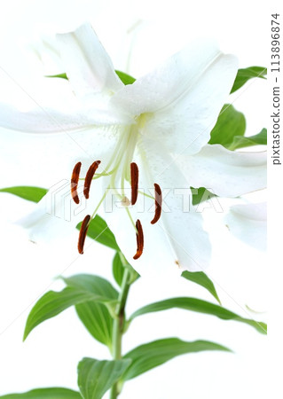 Casablanca, white lily, large flower, light background 113896874