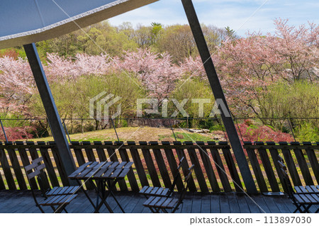 Gifu World Rose Garden, cherry blossoms in full bloom (Kani City, Gifu Prefecture) 113897030