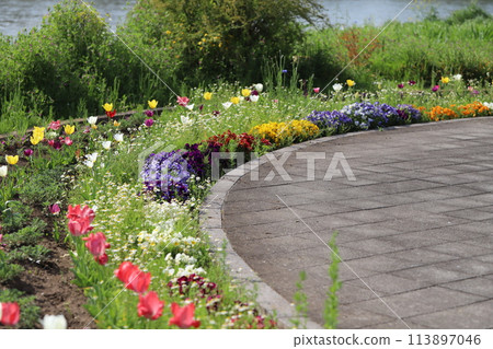 埼玉縣蓮田市元荒川沿岸的河床公園內,鬱金香和三色堇花壇盛開的景色。 埼玉縣蓮田市元荒川沿岸的河床公園內,鬱金香和三色堇花壇盛開的景色。 113897046