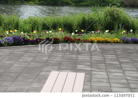 埼玉縣蓮田市元荒川沿岸的河床公園內，鬱金香和三色堇花壇盛開的景色。 113897051