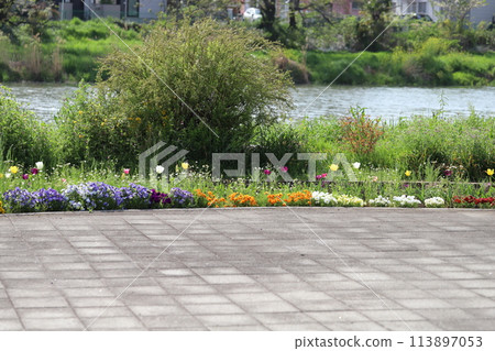 A flowerbed of tulips and pansies blooming in a park on the banks of the Moto-Arakawa River in Hasuda City, Saitama Prefecture 113897053