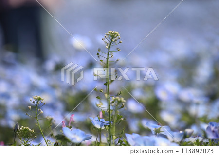 Nemophila field Nemophila field 113897073