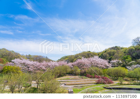 岐阜世界玫瑰園櫻花盛開<岐阜縣可兒市> 岐阜世界玫瑰園櫻花盛開<岐阜縣可兒市> 113897100