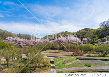 岐阜世界玫瑰園櫻花盛開<岐阜縣可兒市> 113897101