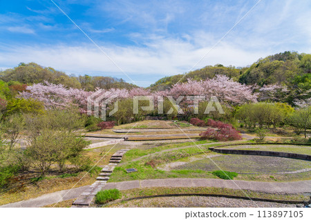 Gifu World Rose Garden, cherry blossoms in full bloom (Kani City, Gifu Prefecture) 113897105