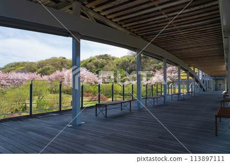 岐阜世界玫瑰園櫻花盛開<岐阜縣可兒市> 113897111