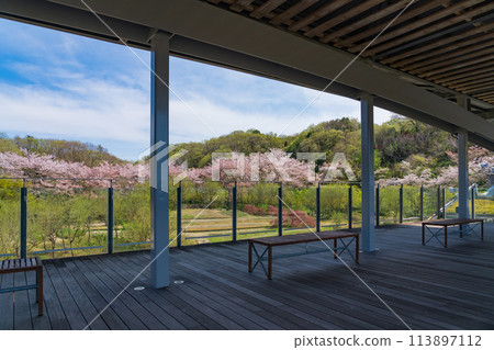 岐阜世界玫瑰園櫻花盛開<岐阜縣可兒市> 岐阜世界玫瑰園櫻花盛開<岐阜縣可兒市> 113897112