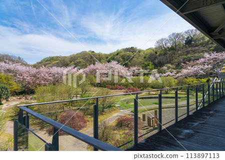 Gifu World Rose Garden, cherry blossoms in full bloom (Kani City, Gifu Prefecture) Gifu World Rose Garden, cherry blossoms in full bloom (Kani City, Gifu Prefecture) 113897113