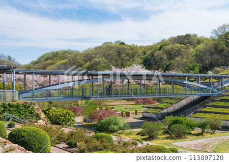 Gifu World Rose Garden, cherry blossoms in full bloom (Kani City, Gifu Prefecture) 113897120