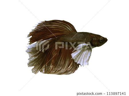 Detail of Red betta fish or Siamese fighting fish isolated on white background with clipping path. 113897141