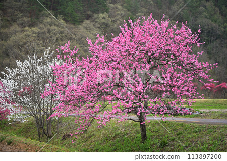 里山桃花盛開 里山桃花盛開 113897200