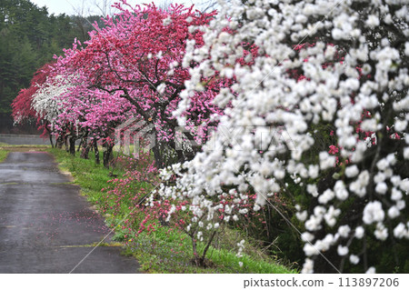 A path that feels like passing through a tunnel of blooming peach trees A path that feels like passing through a tunnel of blooming peach trees 113897206