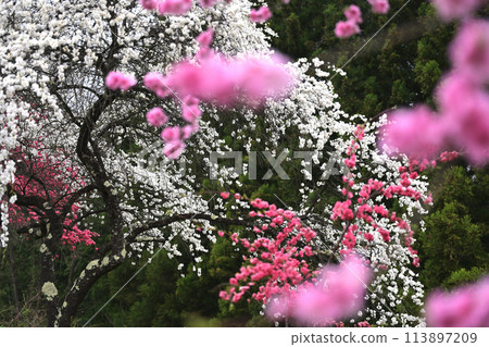 開花的桃子盛開 開花的桃子盛開 113897209