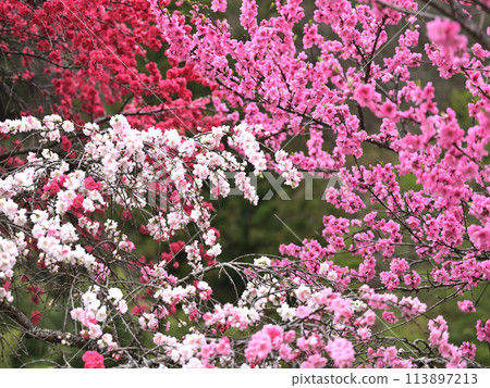 各種顏色的桃花 113897213