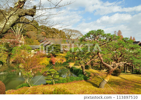 Autumn leaves at Shiogama Shrine (Miyagi Prefecture) 113897510
