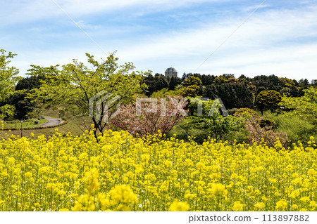 Rape blossoms at Agri Hill in Nagasaki 113897882