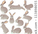 Vector illustration set of 10 different poses of a rabbit 113898055