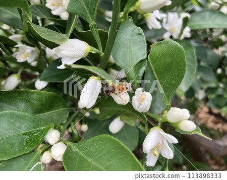 A bee on a tangerine flower A bee on a tangerine flower 113898333