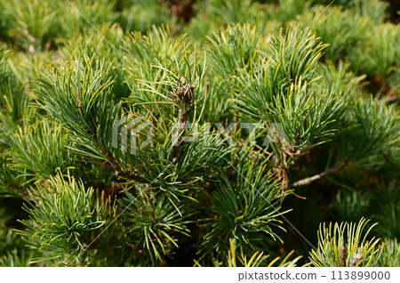 垂枝松（松科）常綠針葉樹 113899000