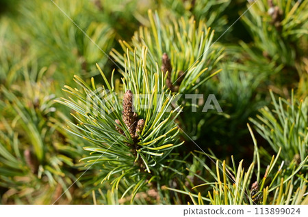 垂枝松(松科)常綠針葉樹 垂枝松(松科)常綠針葉樹 113899024