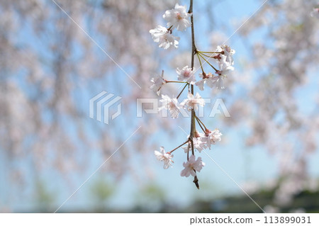 加東市千鳥川的垂枝櫻花 加東市千鳥川的垂枝櫻花 113899031