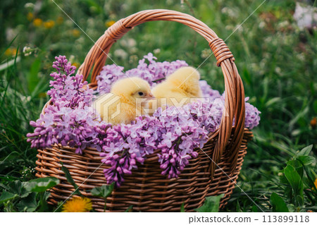 Cute little yellow chickens sitting in wicker basket with lilac flowers. Easter. 113899118