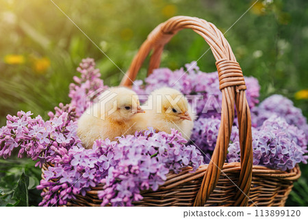 Cute little yellow chickens sitting in wicker basket with lilac flowers. Easter. 113899120