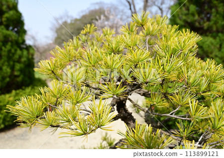 垂枝松（松科）常綠針葉樹 113899121