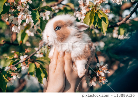 Cute little baby rabbit in hands on blooming spring tree background. Easter bunny symbol. 113899126