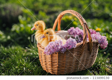 Cute little yellow ducklings sitting in wicker basket with lilac flowers bouquet 113899130