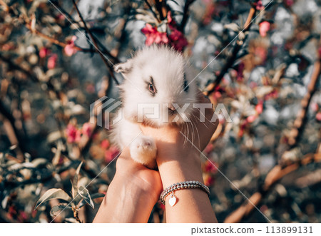 Cute little baby rabbit in hands on blooming spring tree background. Easter bunny symbol. Cute little baby rabbit in hands on blooming spring tree background. Easter bunny symbol. 113899131