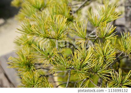 垂枝松(松科)常綠針葉樹 垂枝松(松科)常綠針葉樹 113899132