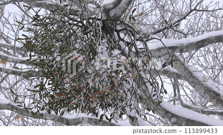 一棵被霜和雪覆蓋的樹 一棵被霜和雪覆蓋的樹 113899433