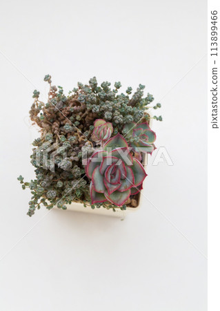 Top view of Sedum and Echeveria succulent rosette Top view of Sedum and Echeveria succulent rosette 113899466