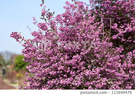 Erica japonica (Ericaceae) Evergreen shrub 113899476