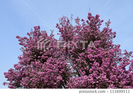 Erica japonica (Ericaceae) Evergreen shrub 113899511