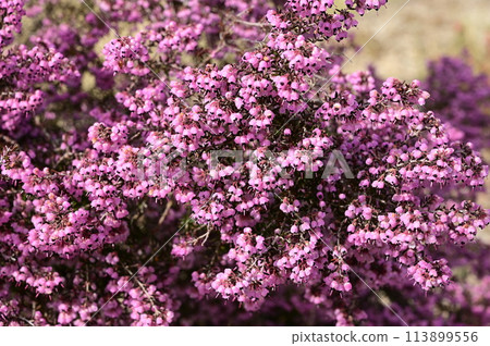 Erica japonica (Ericaceae) Evergreen shrub 113899556