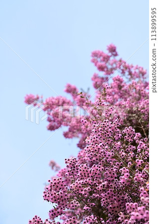 Janome Erica（杜鵑花科）常綠灌木 113899595