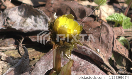 Fukuge's flower Fukuge's flower 113899674