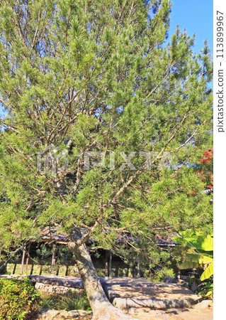White pine, an evergreen tall conifer native to China 113899967