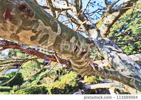 evergreen white pine with three sets of leaves with mottled bark 113899984