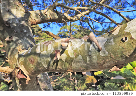 Mottled bark of Chinese white pine Mottled bark of Chinese white pine 113899989