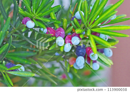 Inumaki, an evergreen coniferous tree with white-green fruit on a red flower stalk Inumaki, an evergreen coniferous tree with white-green fruit on a red flower stalk 113900038